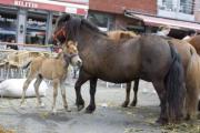 Paardenmarkt (Torhout)